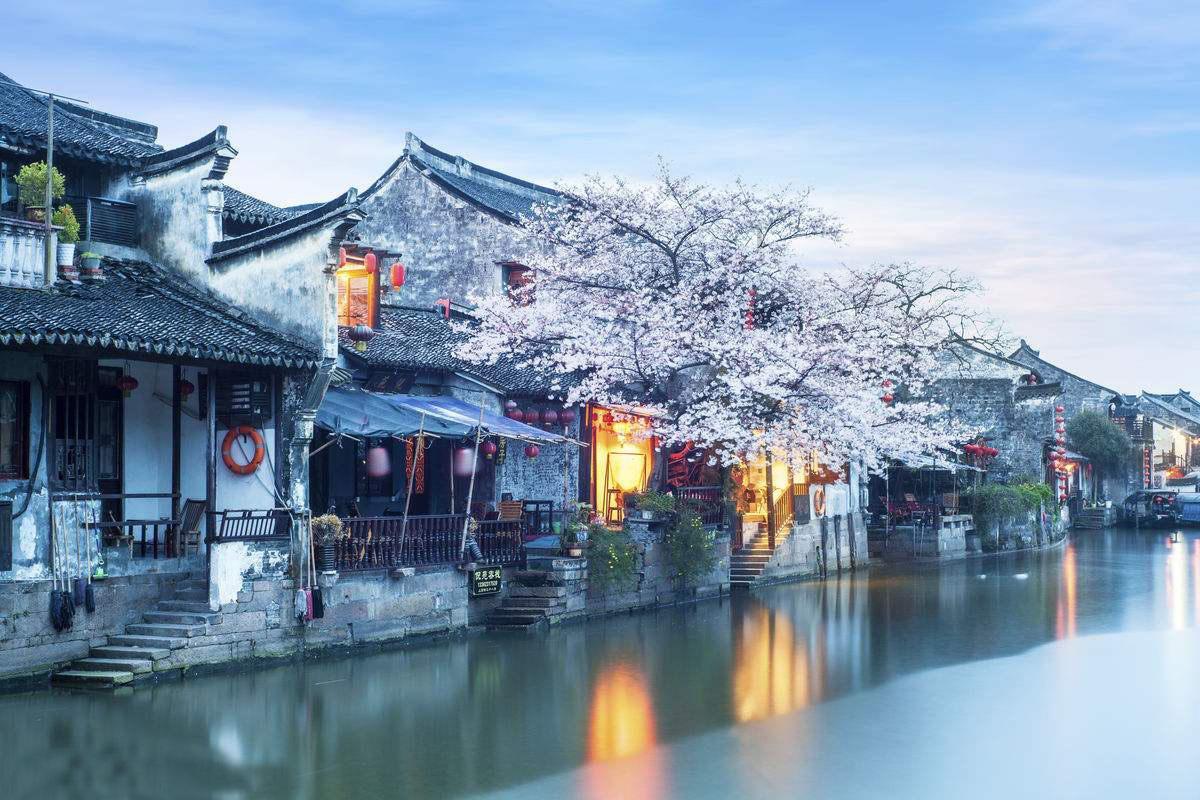 可爱小猫向上跳